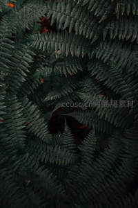 暗影中蕨叶交错，斑驳光影藏秋意