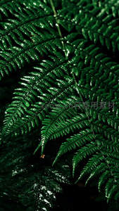 深绿蕨叶特写，自然纹理清晰可见