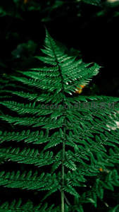 单株蕨叶在暗影中焕发绿色生机