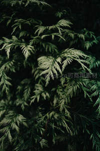 深色背景中针叶植物的层次美感
