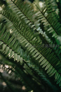 阳光穿透蕨叶缝隙洒下斑驳光影