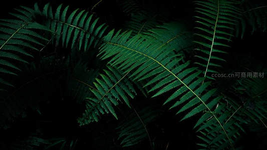 黑暗中几片蕨叶在聚光下熠熠生辉