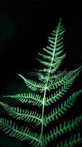 单片蕨叶在黑暗背景中透光