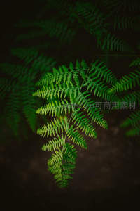 鲜亮蕨叶在暗影中焕发活力