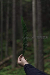 手中轻握长形蕨叶于林间