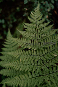 翠绿蕨叶的精致纹理特写