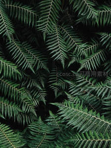 深绿蕨叶交织的抽象图案