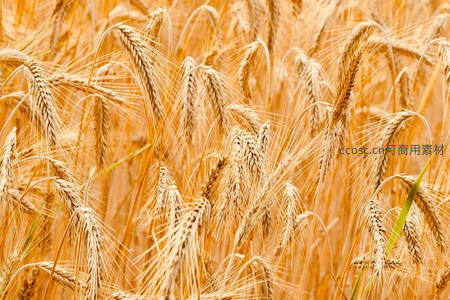 金黄麦浪的细腻质感