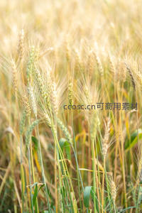 青黄交接的麦穗田野