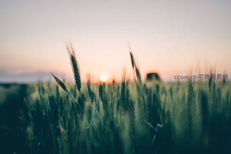 夕阳下的麦田，金黄麦穗随风轻舞