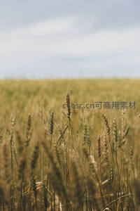 金黄麦浪无边，天空云卷云舒