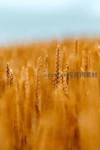 秋日麦海，暖阳洒满金色波浪