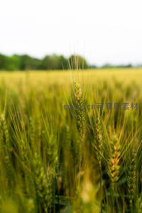 绿意盎然的麦穗特写，田野生机勃勃