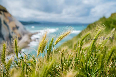 海边悬崖上的麦浪，海天一色美景