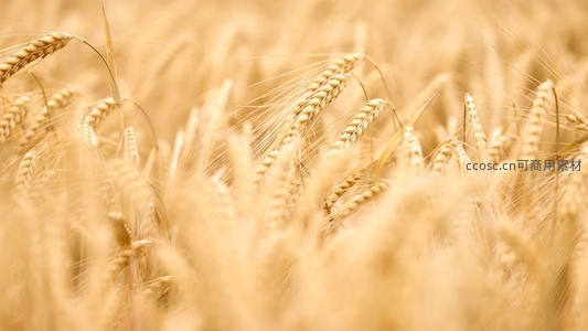 金黄麦浪翻滚，丰收在望的田野