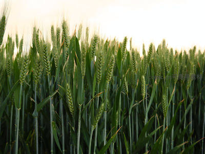 晨曦中的青翠麦田，充满希望的绿意