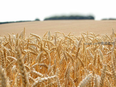 金色麦田远眺，丰收时节的辽阔景象