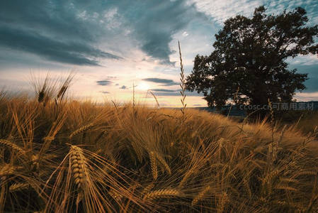 金色麦浪与孤树剪影的黄昏田野