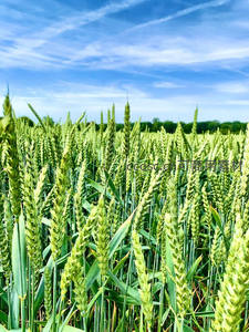 生机勃勃的翠绿麦苗田野