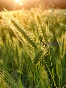 金色麦浪在夕阳下闪耀光芒
