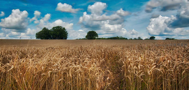 广阔麦田与蓝天白云相映成趣