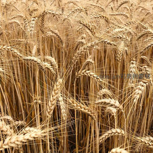 饱满麦穗密布如黄金海洋