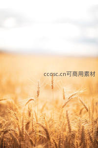 柔光笼罩下的金色麦田特写