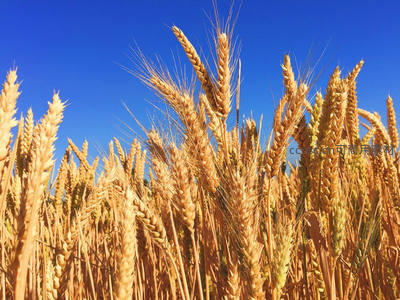 金黄麦穗在湛蓝天空下随风摇曳