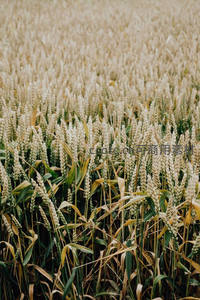 广袤麦田里麦穗初熟泛着淡黄