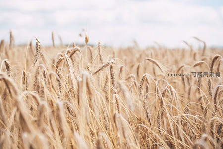 金色麦浪在柔和光线下起伏如画