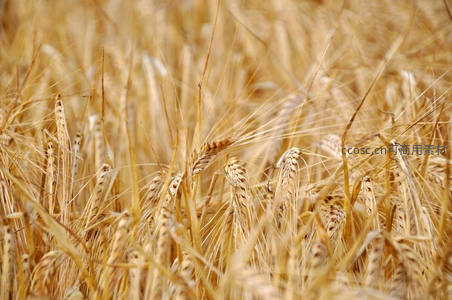 金黄麦穗特写展现丰收细节