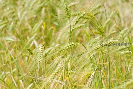 青绿麦穗在风中摇曳生姿