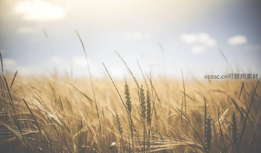 逆光麦田营造梦幻柔美氛围