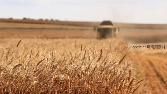 金色麦浪中的丰收机械