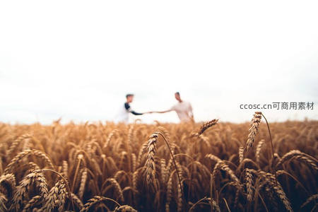 麦田深处牵手的恋人