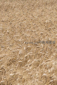 俯瞰无边的金色麦浪