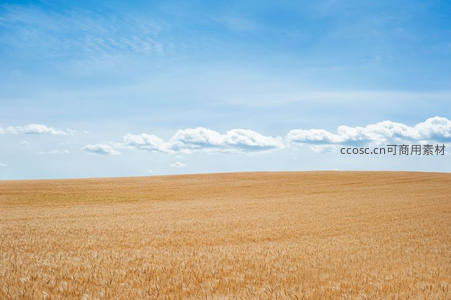 金色麦浪在晴空下延展至天际