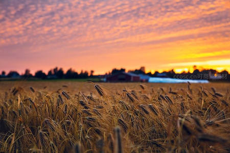 夕阳熔金染麦穗，农舍静立暮色中