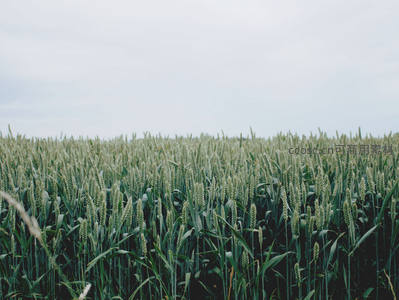 青翠麦苗连成片，绿意盎然待丰收