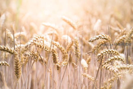 金色麦浪在阳光下闪耀丰收的光芒