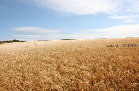 广袤无垠的金色麦田延伸至天际