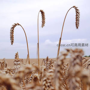 三株垂首麦穗在风中静默伫立