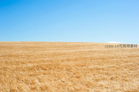 纯净蓝天下的金色麦浪起伏如画