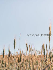 金黄麦穗迎风摇曳蓝天之下