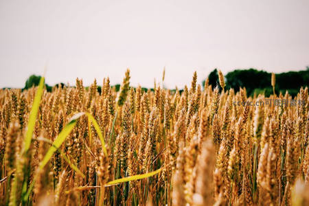 广袤金色麦浪涌向远方绿树