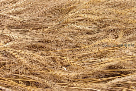 俯拍视角下的密集麦穗纹理