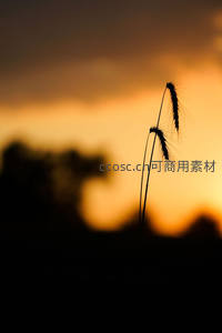 孤独麦穗剪影定格于绚烂日落