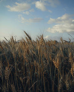 金黄麦浪在蓝天白云下随风摇曳
