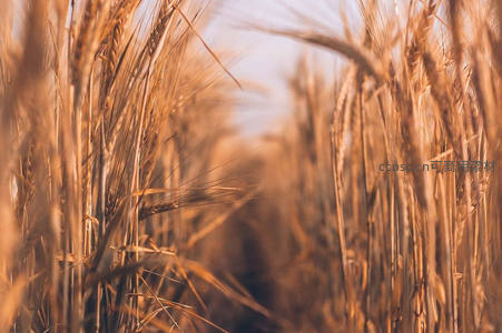 夕阳余晖中金色麦芒的温柔特写