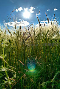 阳光穿透青翠麦田洒下斑驳光影